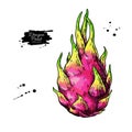 Dragon fruit vector drawing. Hand drawn tropical food illustration. Pink summer dragonfruit.