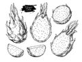 Dragon fruit vector drawing set. Hand drawn tropical food illustration. Engraved summer dragonfruit Royalty Free Stock Photo