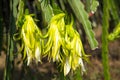 Dragon fruit at Vietnam Royalty Free Stock Photo