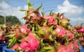 Dragon fruit at Vietnam Royalty Free Stock Photo