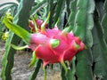 Dragon fruit Royalty Free Stock Photo