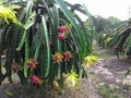 Dragon fruit Royalty Free Stock Photo