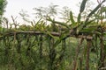 Dragon fruit vine farm plant lush foliage tropical