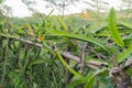 Dragon fruit vine farm plant lush foliage tropical countryside