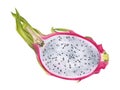 Dragon Fruit Watercolor botanical illustration. Hand drawn clip art on isolated background. Tropical exotic Pitaya