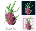 Dragon fruit on white background. Watercolor painting.