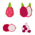 Dragon fruit, whole fruit, half and slices, vector illustration