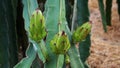 03 dragon fruits after blooming flowers are about to grow Royalty Free Stock Photo