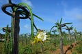 Dragon fruits flower in dragon fruits garden