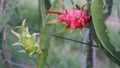 2 dragon fruits 1 ripe red and 1 young green 02 Royalty Free Stock Photo