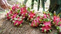 Dragon fruits under the tree are being harvested