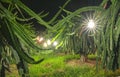 Dragon garden with electric lights artificial environment for dragon fruit