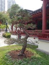 Japanese Pinus parviflora at Dragon Garden Landscape Shooting.