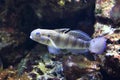 Dragon goby Royalty Free Stock Photo