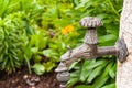 Brass dragon head faucet, in an Italian garden, in early April
