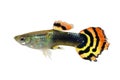 Dragon Head Guppy Aquarium Fish Poecilia reticulata Royalty Free Stock Photo