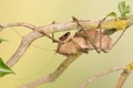 Dragon Headed Katydid, Eumegalodon blanchardi