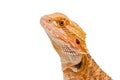 Dragon Portrait Royalty Free Stock Photo
