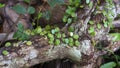 Dragon scales plant growing and vines on a dead mango tree, in the village of Belo Laut in the afternoon