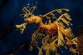 Dragon Sea Horse Royalty Free Stock Photo