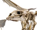 Dragon skeleton in a white background Royalty Free Stock Photo