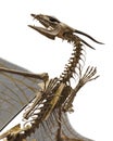 Dragon skeleton in a white background Royalty Free Stock Photo