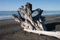 Dragon skull-like dried stump at Dungeness Spit, Olympic Peninsula, USA