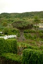 Dragon tree