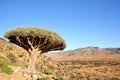 Dragon tree Royalty Free Stock Photo