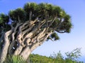 Dragon tree