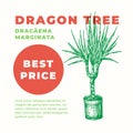 Dragon Tree Abstract Vector Sign or Label Template. Hand Drawn Potted Dracaena Sillhouette with Modern Typography Home