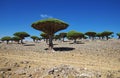 Dragon tree, Blood tree on Homhil plateau, Socotra island, Indian ocean, Yemen Royalty Free Stock Photo