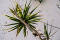 Dragon Tree - Dracaena - against mottled white wall. Loutro, Crete