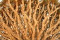 Dragon tree - Dracaena cinnabari Royalty Free Stock Photo