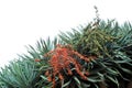 Dragon tree, Dracaena draco