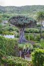 Dragon Tree (Dracaena draco) Royalty Free Stock Photo