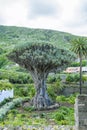 Dragon Tree (Dracaena draco)