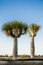 Dragon tree on lanzarote