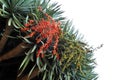 Dragon tree, Dracaena draco - Madeira