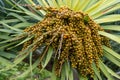 Dragon Tree (Dracaena draco) orange berries Royalty Free Stock Photo
