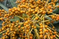 Dragon Tree (Dracaena draco) orange berries Royalty Free Stock Photo