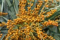 Dragon Tree (Dracaena draco) orange berries Royalty Free Stock Photo