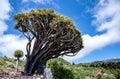 Dragon tree, Dracaena draco, Puntagorda, Island La Palma, Canary Islands, Spain, Europe