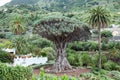 The Dragon tree. Dracaena draco tree is natural symbol of the island Tenerife. Icon De Los Vinos, Canary, Spain Royalty Free Stock Photo