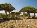 Dragon tree forest, endemic plant of Socotra island