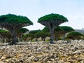 Dragon tree forest, endemic plant of Socotra island Yemen Royalty Free Stock Photo