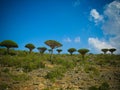 Dragon tree forest at plateau Dixam , endemic plant of Socotra island, Yemen Royalty Free Stock Photo