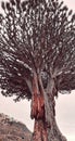 Dragon tree, Tenerife Royalty Free Stock Photo