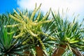 Dragon tree with its beautiful white flower at a tropical Botanic garden.