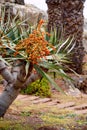 Dragon tree with its semen